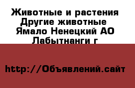 Животные и растения Другие животные. Ямало-Ненецкий АО,Лабытнанги г.